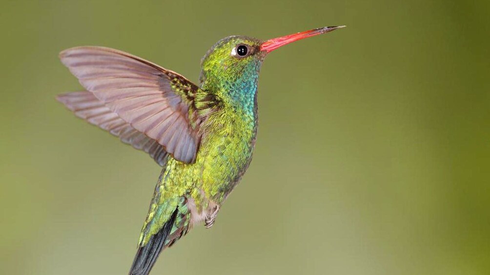 hummingbird in air at the bird park in Maui