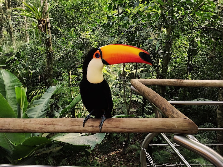 Bird Park - Ticket and transfers
