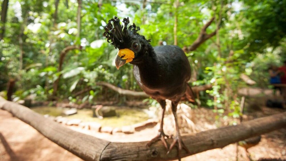 Cargar ítem 4 de 9. crowned black bird at the bird park in Maui