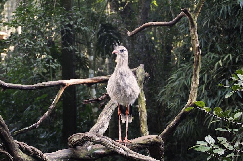 Bird Park - Ticket and transfers