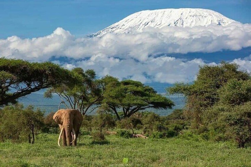 Elephant and peak of Mt Kenya background 