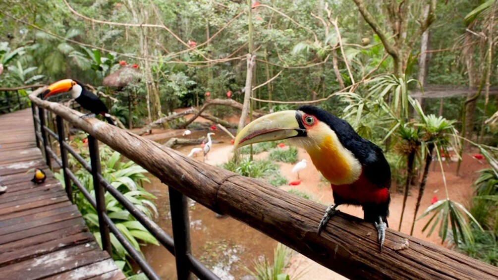 toucans resting on wooden rails at the bird park in Brazil