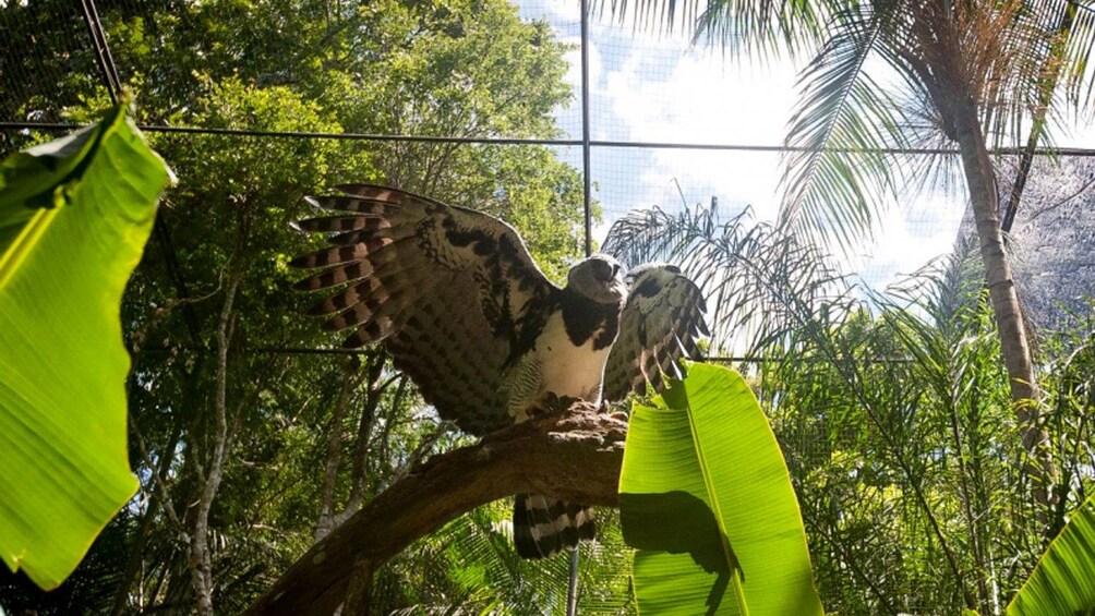 a hawk spreading its wings at the bird park in Brazil