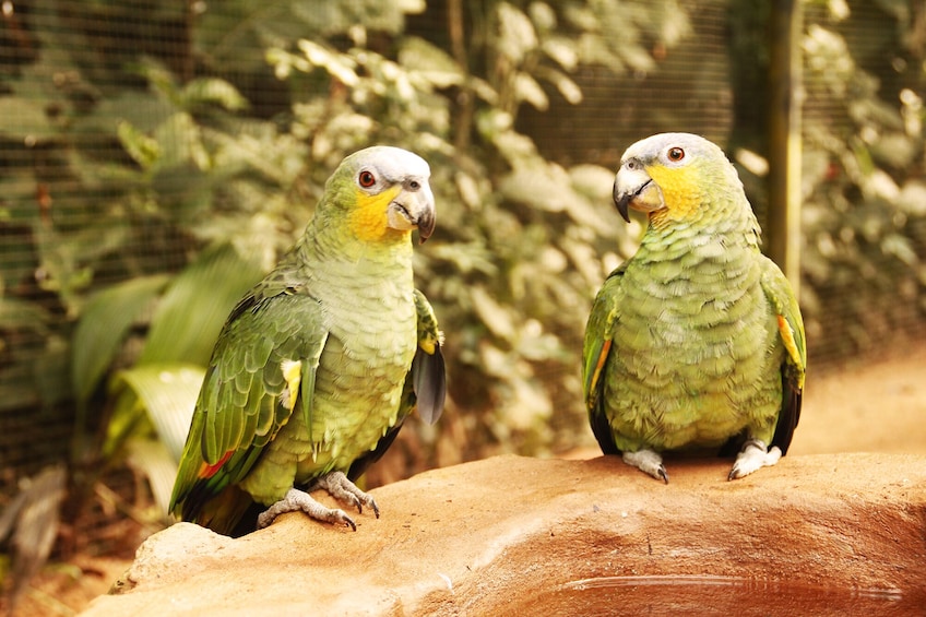 Brazilian Side of Iguazu Falls & Bird Park Tour