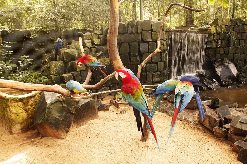 Brazilian Side of Iguazu Falls & Bird Park Tour