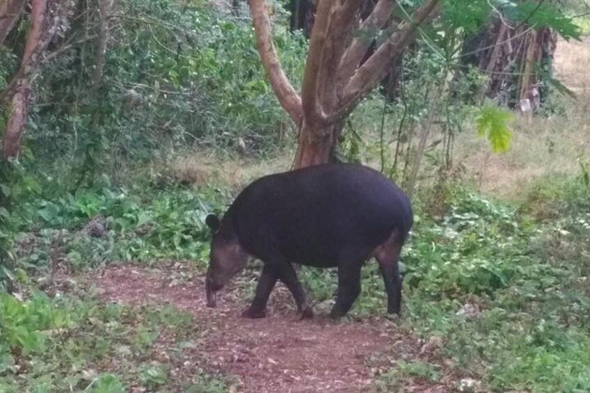 Private Tour of Birds and Sloths in Bijagua de Upala
