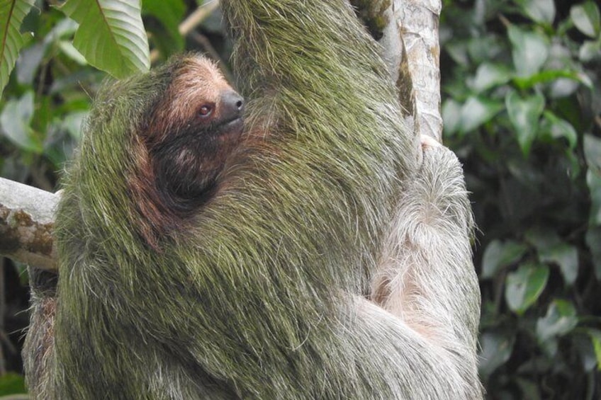 Private Tour of Birds and Sloths in Bijagua de Upala