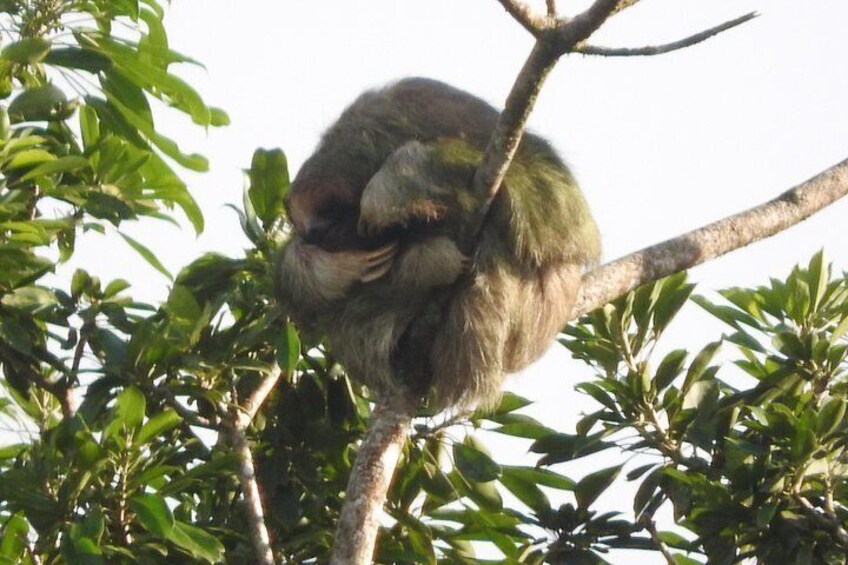 Private Tour of Birds and Sloths in Bijagua de Upala