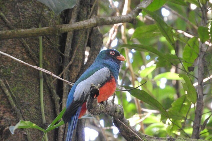 Private Tour of Birds and Sloths in Bijagua de Upala