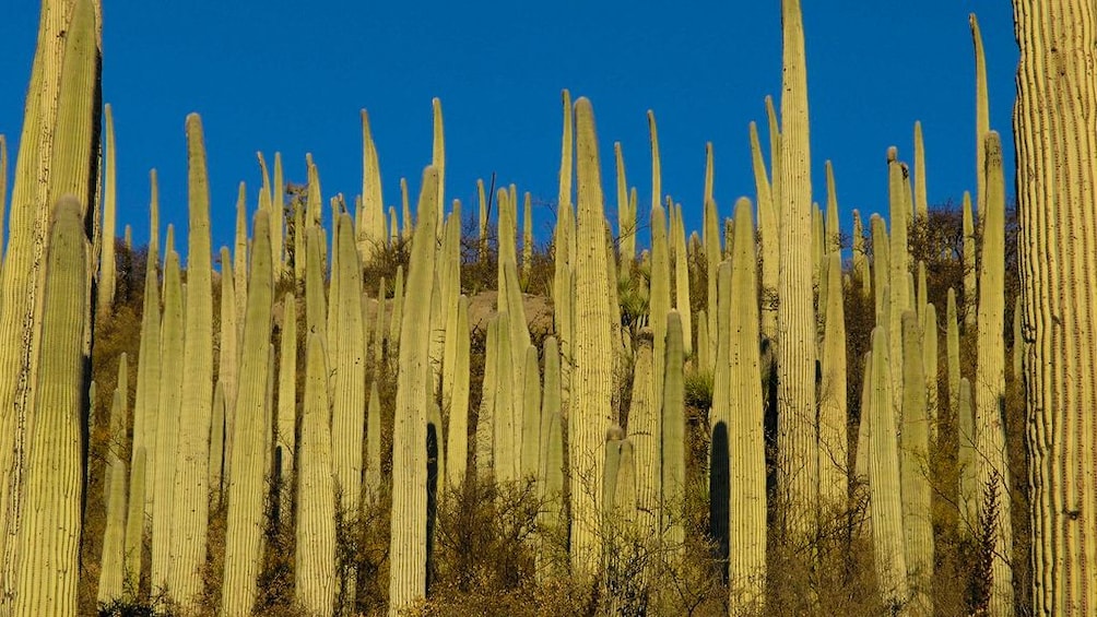 Landscape view featuring several rows of cacti.