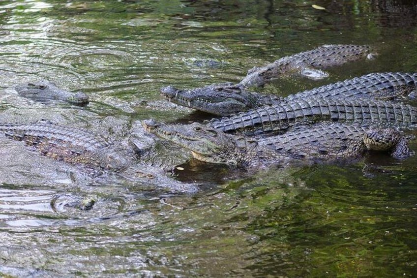 Crocodiles at Haller park, Mombasa