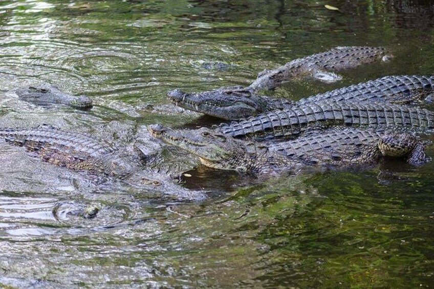 Crocodiles at Haller park, Mombasa