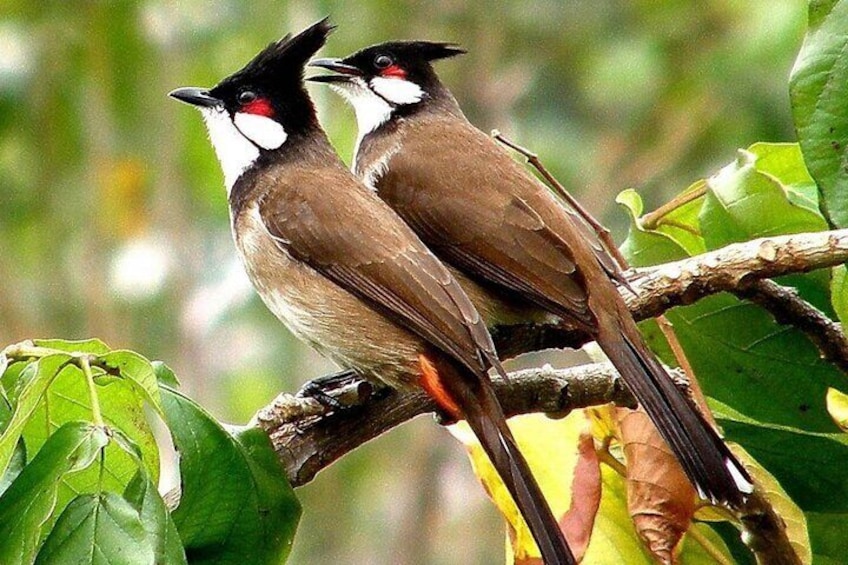 Bulbul often sighted in Kumarakom