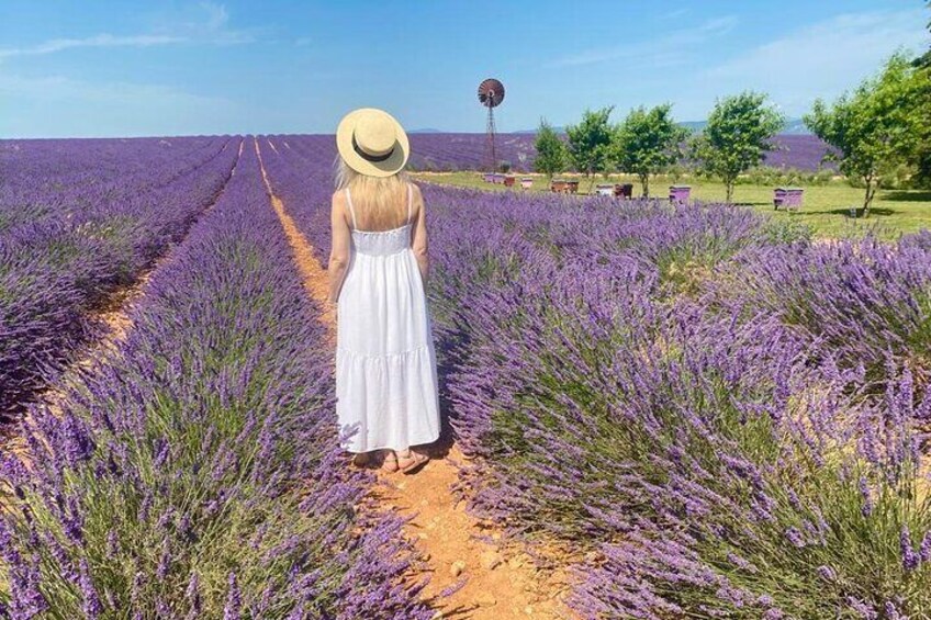 Lavender in Luberon Small Group Half-Day Trip