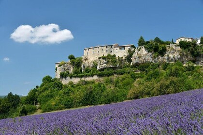 Lavender in Luberon Small Group Half-Day Trip