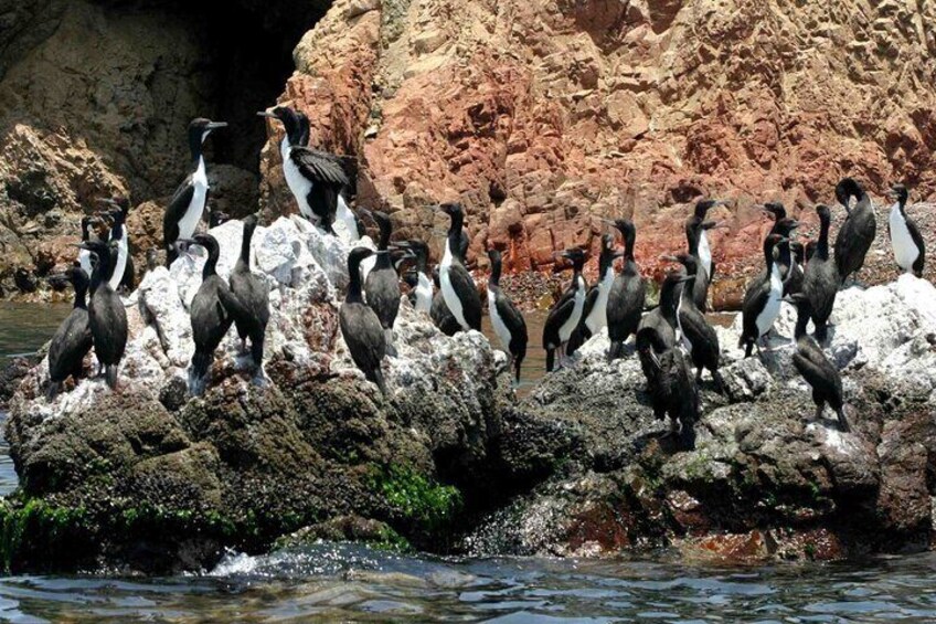 Full day Private to Paracas, Ica and Huacachina from Lima All Inclusive