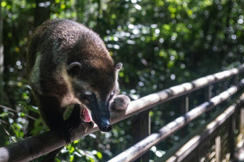 Iguazu Falls, Jungle Activities and Boat Ride from Puerto Iguazú