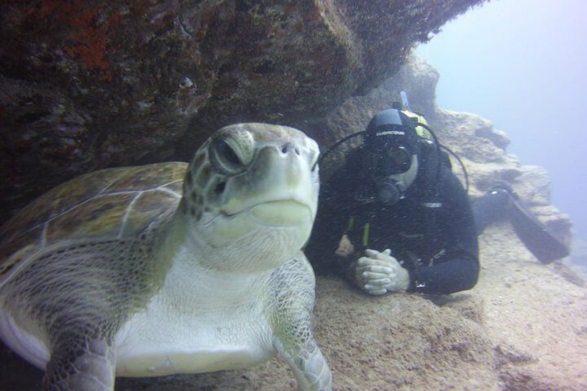 Turtle Dive
