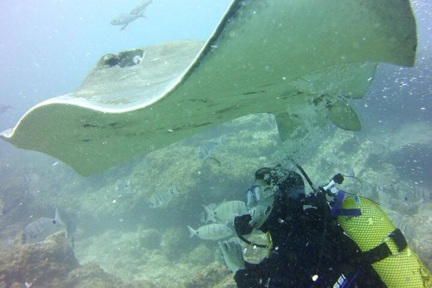 Diving with rays 