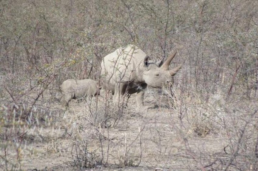 (1 day) Discovery Etosha Park in 4x4 nine places with local guide