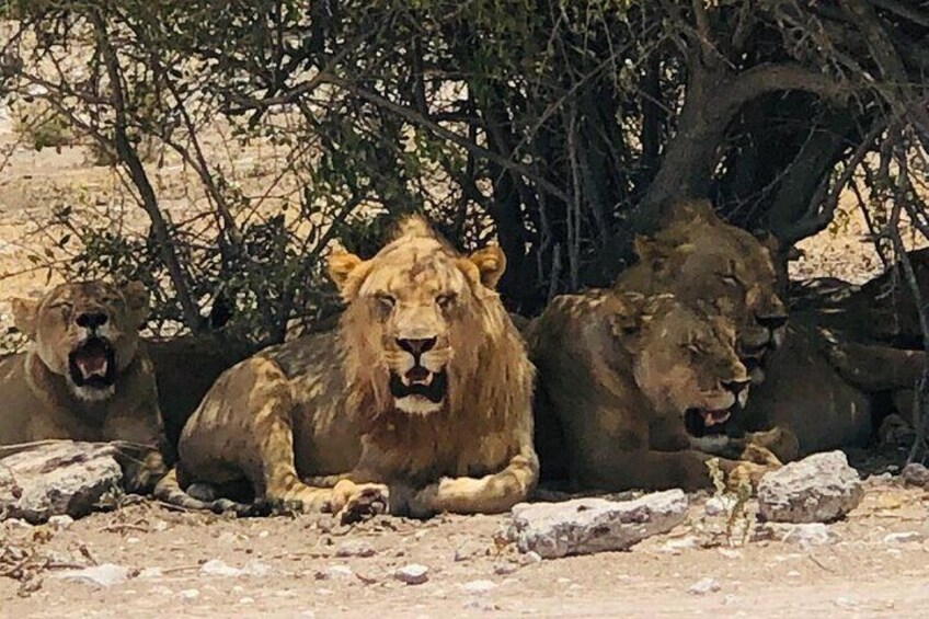 ETOSHA PARK SAFARI with local guides in 9-seater 4x4s