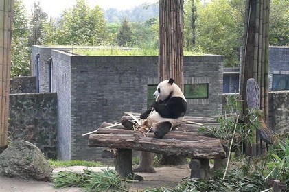 Private Chengdu Panda Base Day Tour by Round-way Flight from Guangzhou