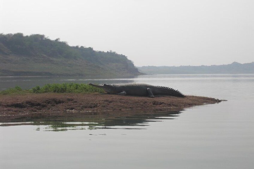 Chambal Safari