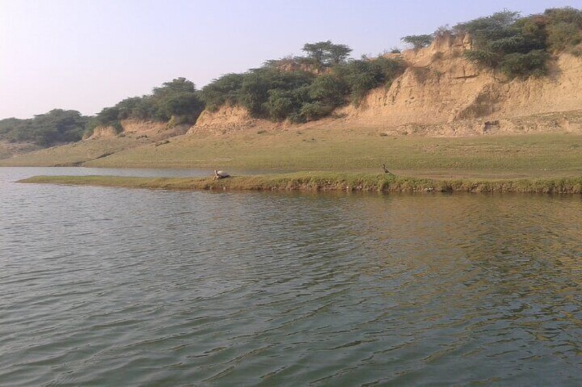 Turtle watching