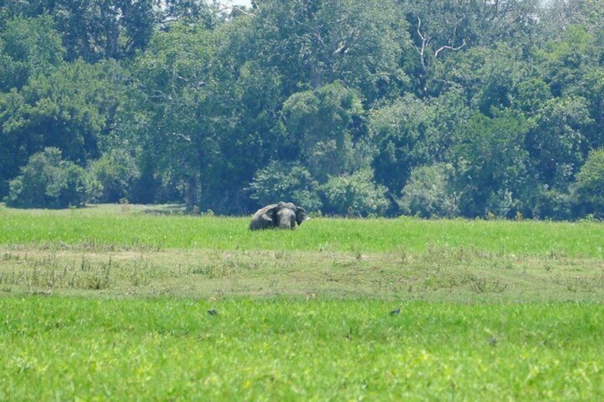 Lahugala Kitulana National Park Shared Safari