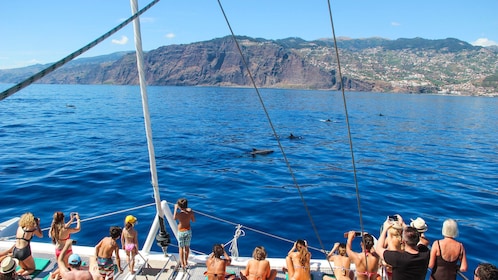 Madeira Half-Day Catamaran Cruise
