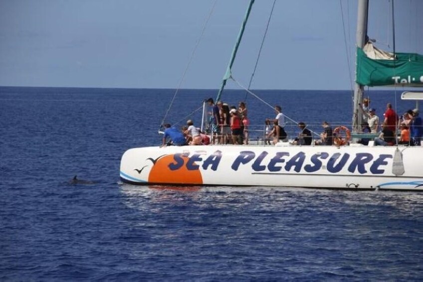 Madeira Half-Day Catamaran Cruise