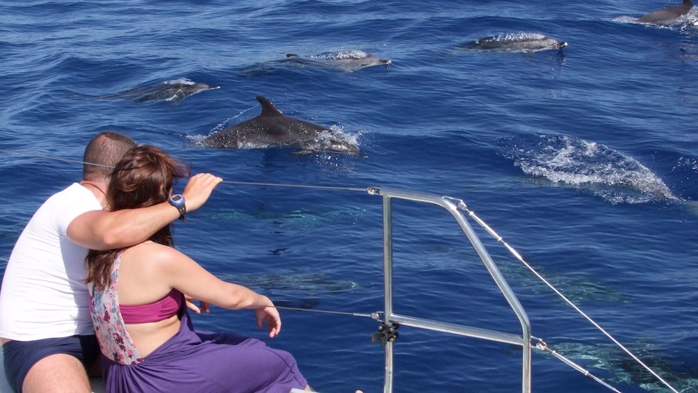 Couple on a catamaran watching dolphins play nearby in Madeira Island