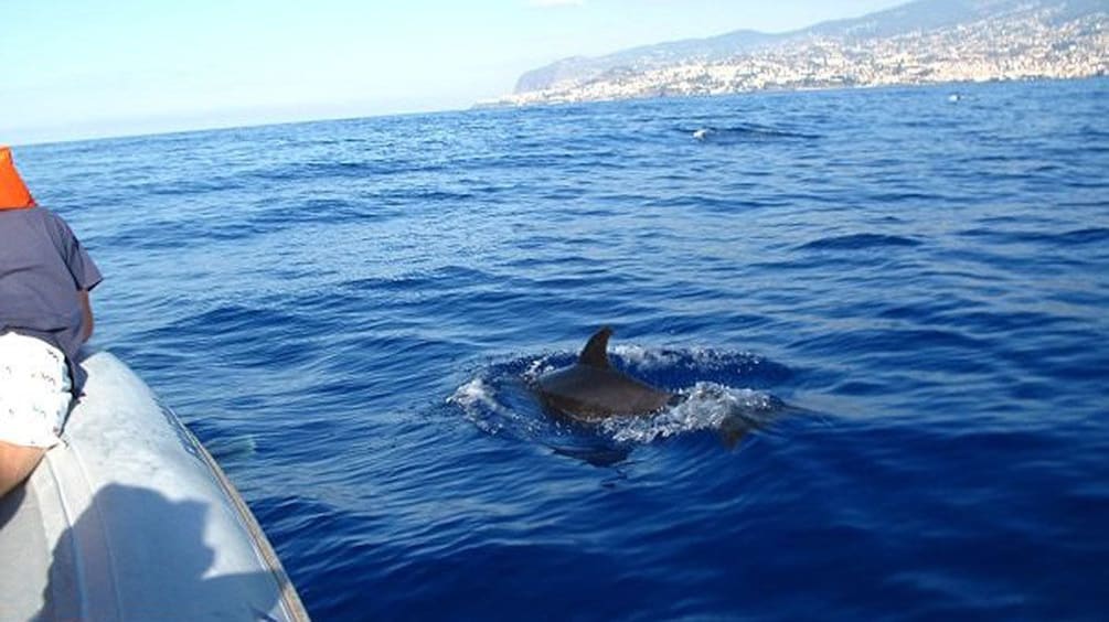Dolphin swimming near a boat