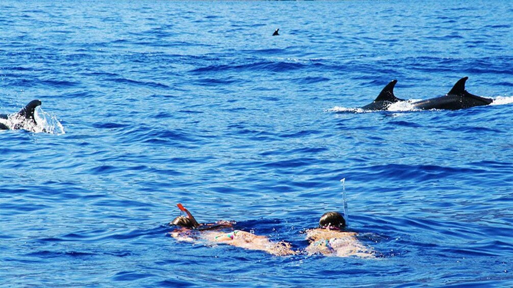 Snorkeling women swimming with dolphins