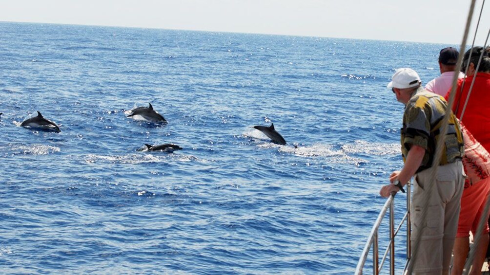 Dolphins jumping out of the water near a tour boat in Madeira