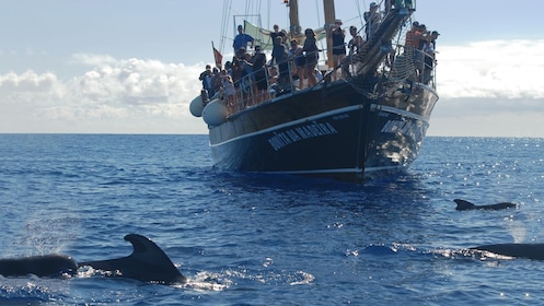 Whales & Dolphins Watch aboard Bonita da Madeira