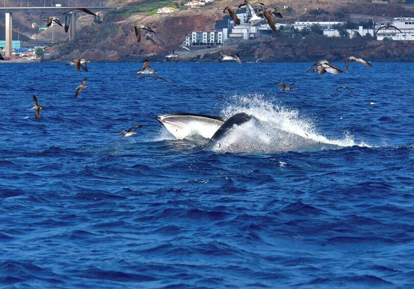 Whales & Dolphins Watch aboard Bonita da Madeira