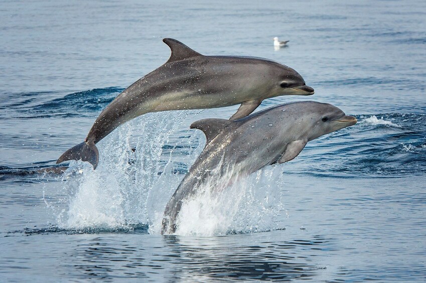 Whales & Dolphins Watch aboard Bonita da Madeira