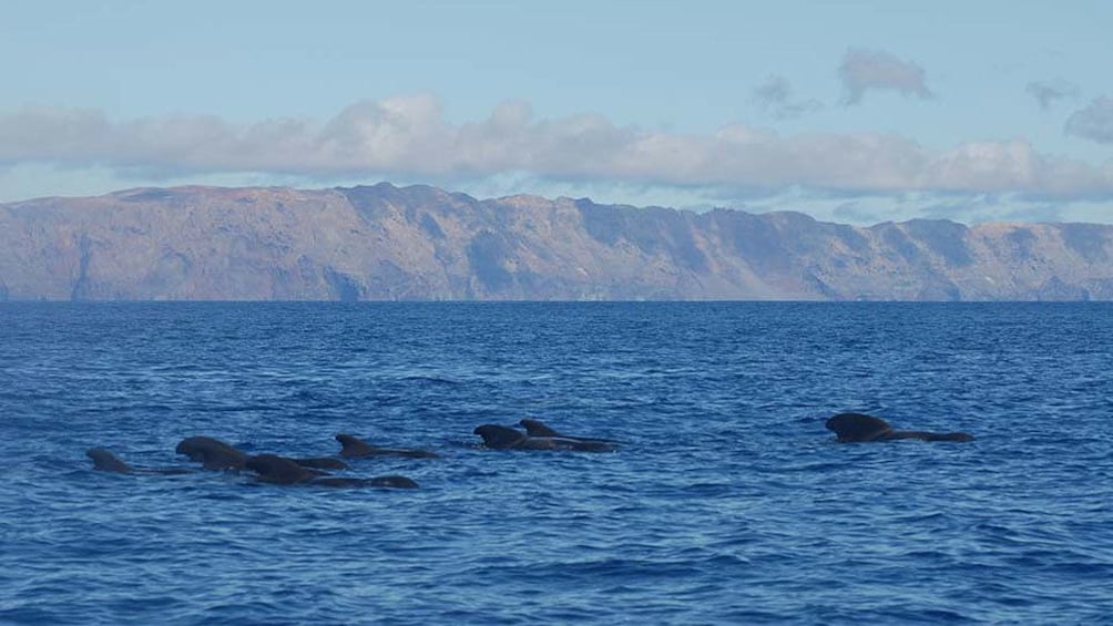 Group of dorsal fins surfacing on the water off the coast of the Desertas Islands