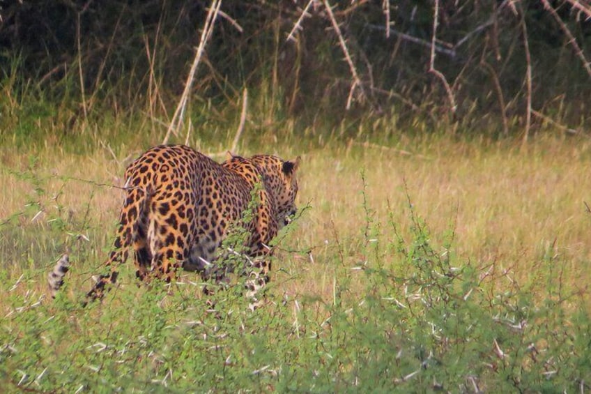 Wilpattuu National Park Shared Safari