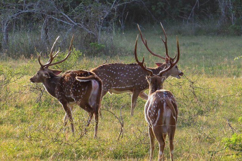 Wilpattuu National Park Shared Safari