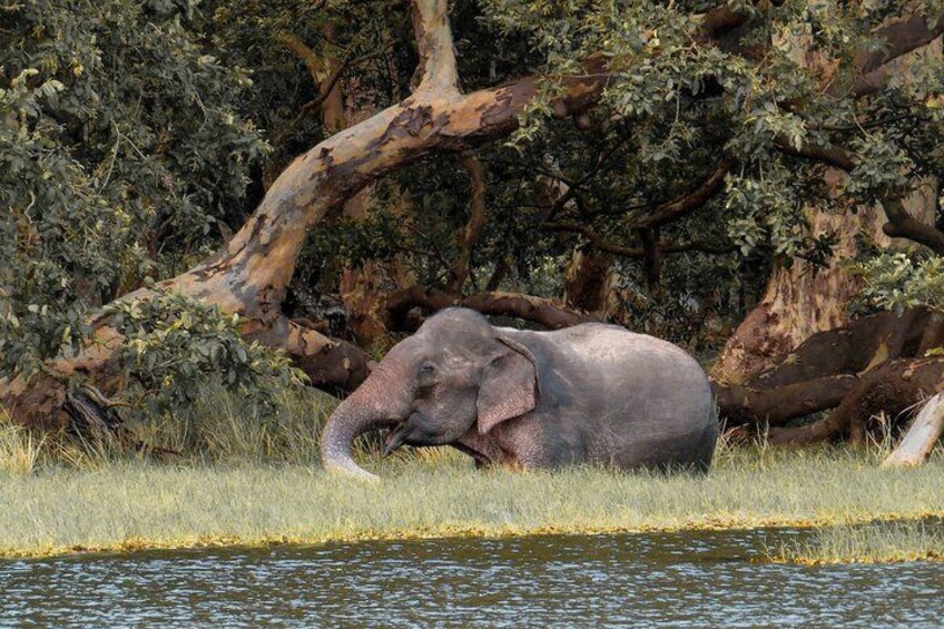 Wilpattuu National Park Shared Safari