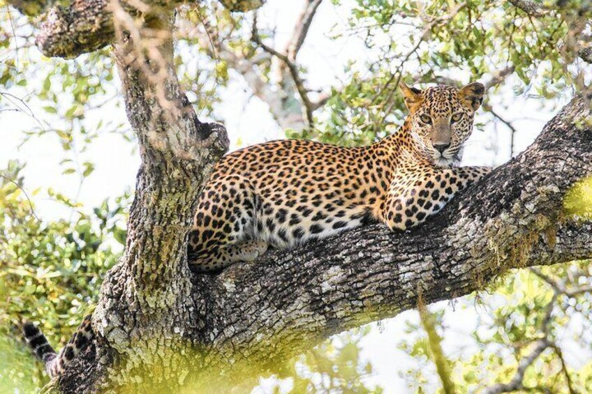 Wilpattuu National Park Shared Safari