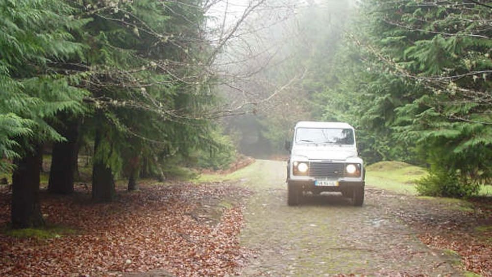 Jeep on road in the forest on Madeira Island