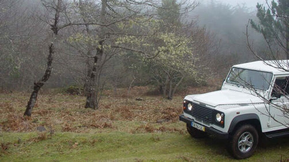 Jeep parked in the woods on Madeira Island