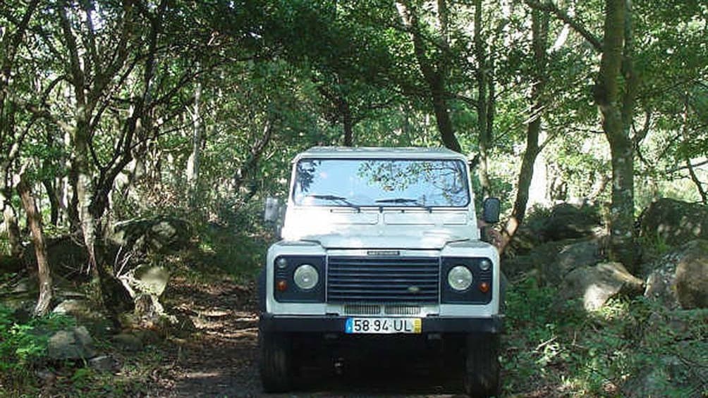 Jeep on a dirt road through the trees on Madeira Island