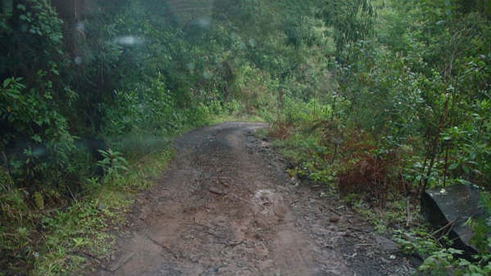 View from a jeep on a muddy road through the trees on Madeira Island