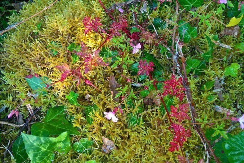 Unique flora in The Burren.