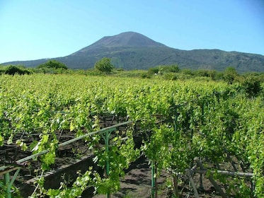 Vesuviusberget & vingård, lunch & vinprovning från Sorrento