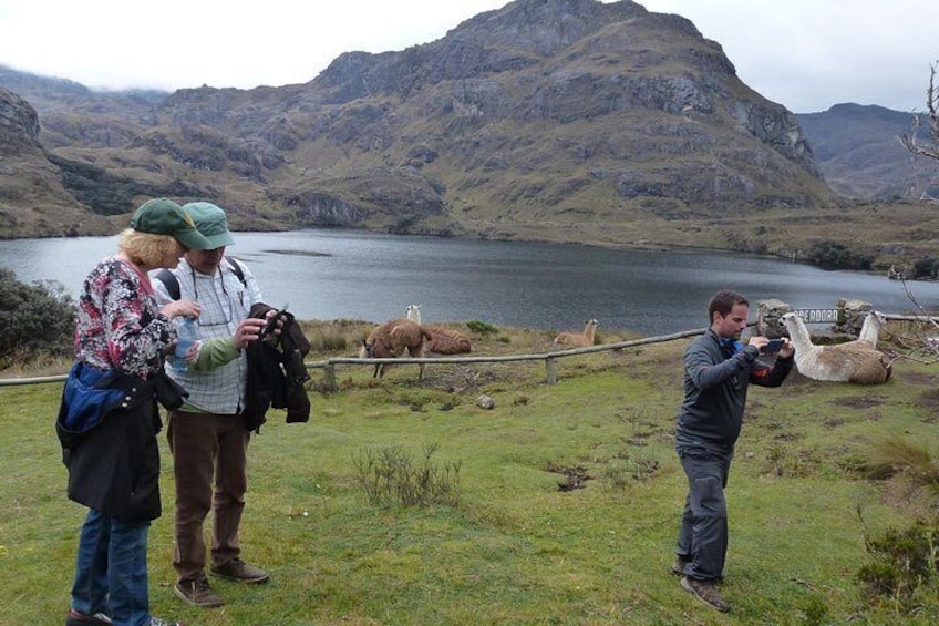 Tourists and lamas